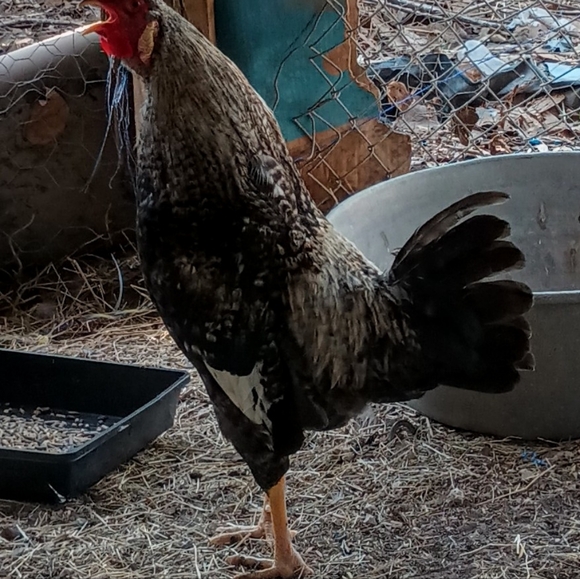 Bits and Pieces - Picture 7 of 12